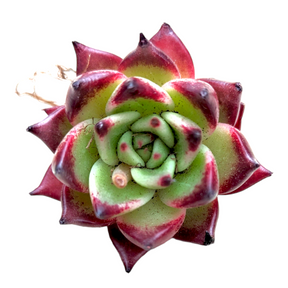 Echeveria Cherry