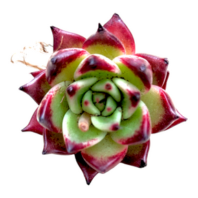 Echeveria Cherry
