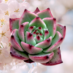 Echeveria Blue Dragon