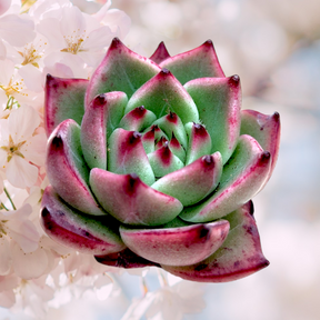 Echeveria Blue Dragon