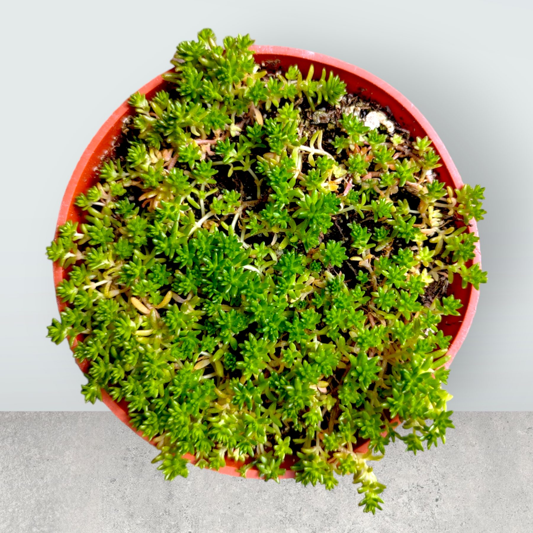 sedum acre succulent Sedum acre 2 Inch