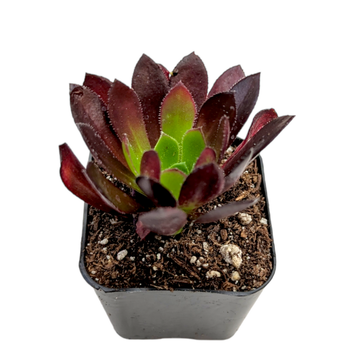 Aeonium 'Firecracker' - Succulents Depot