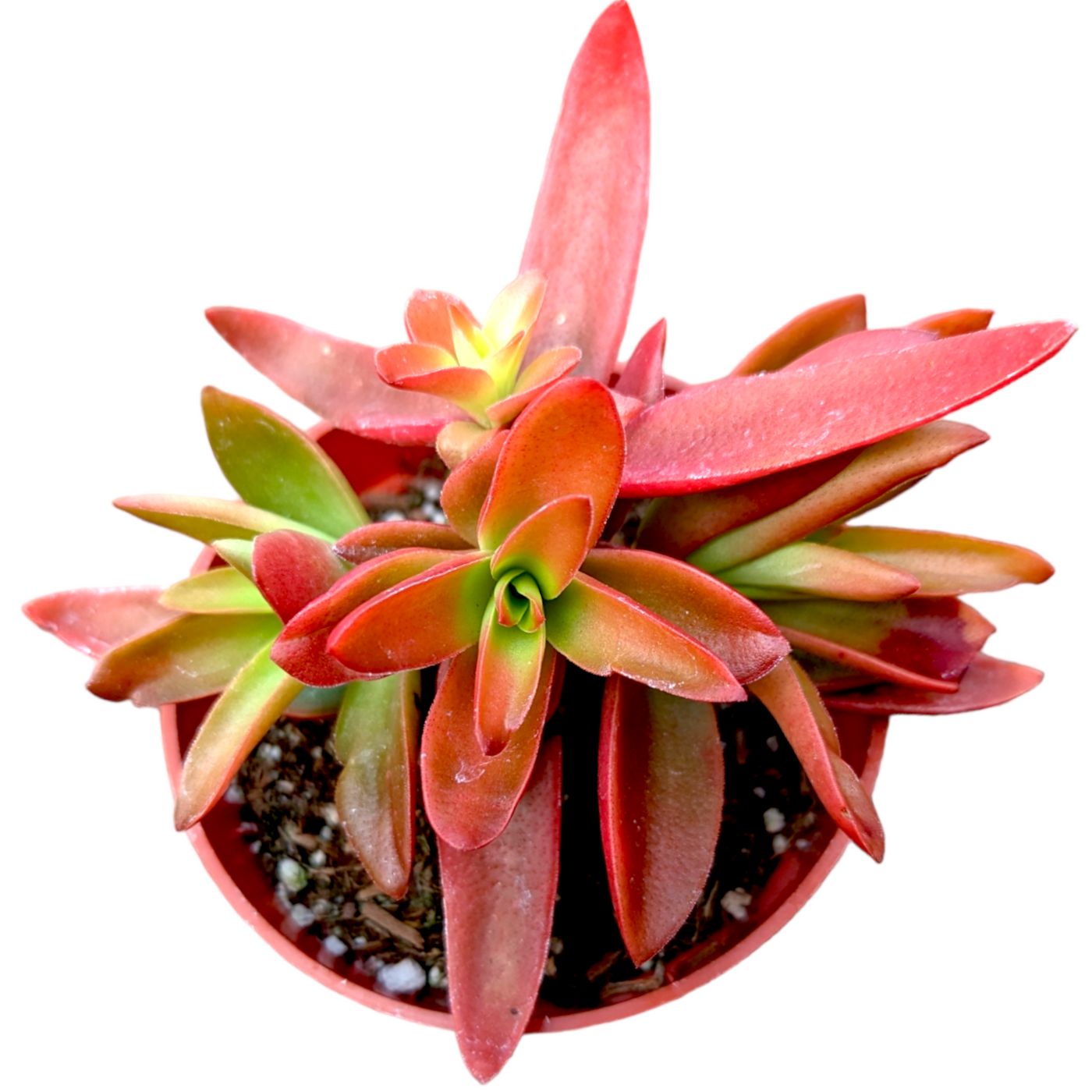 Crassula capitella 'Campfire' succulent with green to red-orange leaves.