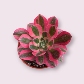 Aeonium Pink Witch