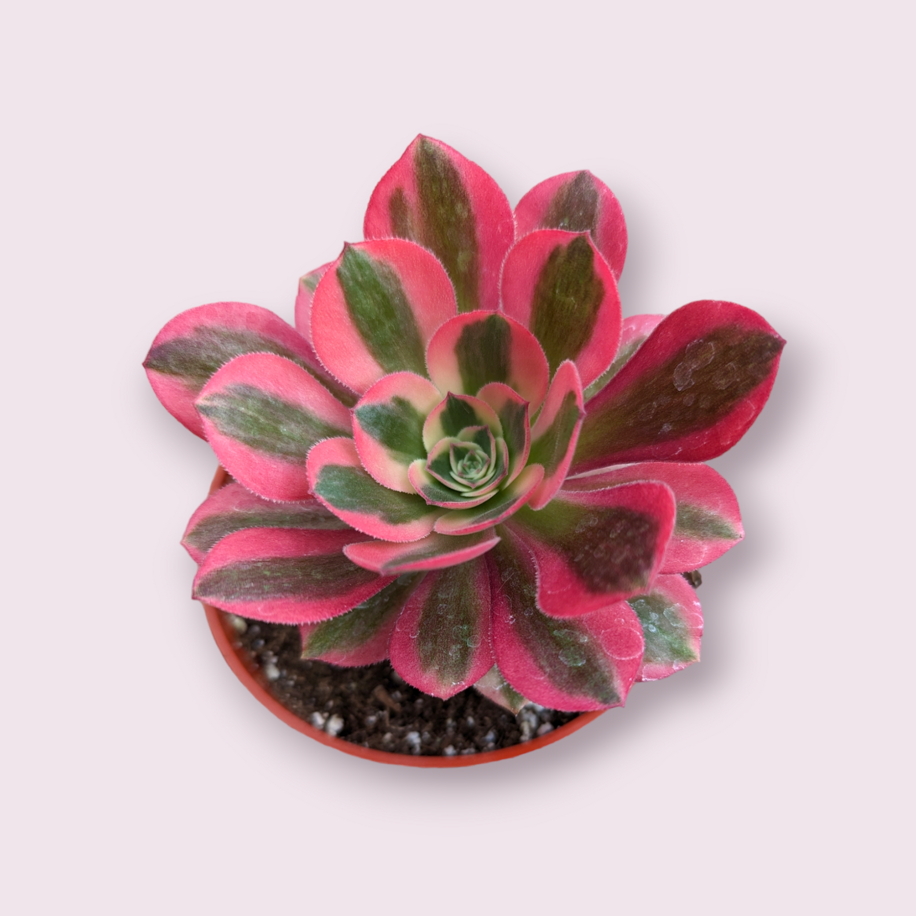 succulent witch Aeonium Pink Witch