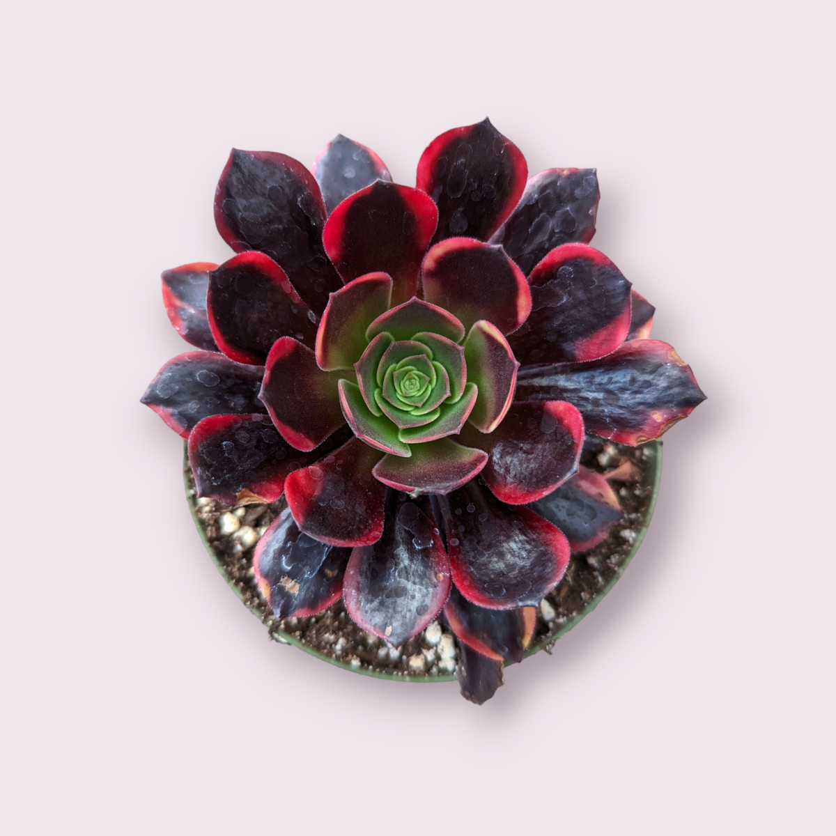 Aeonium O'Carrie