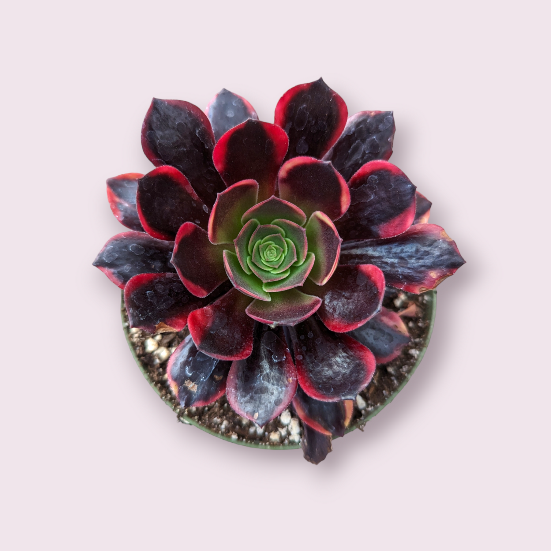 dark unison succulent Aeonium O'Carrie 4 Inch