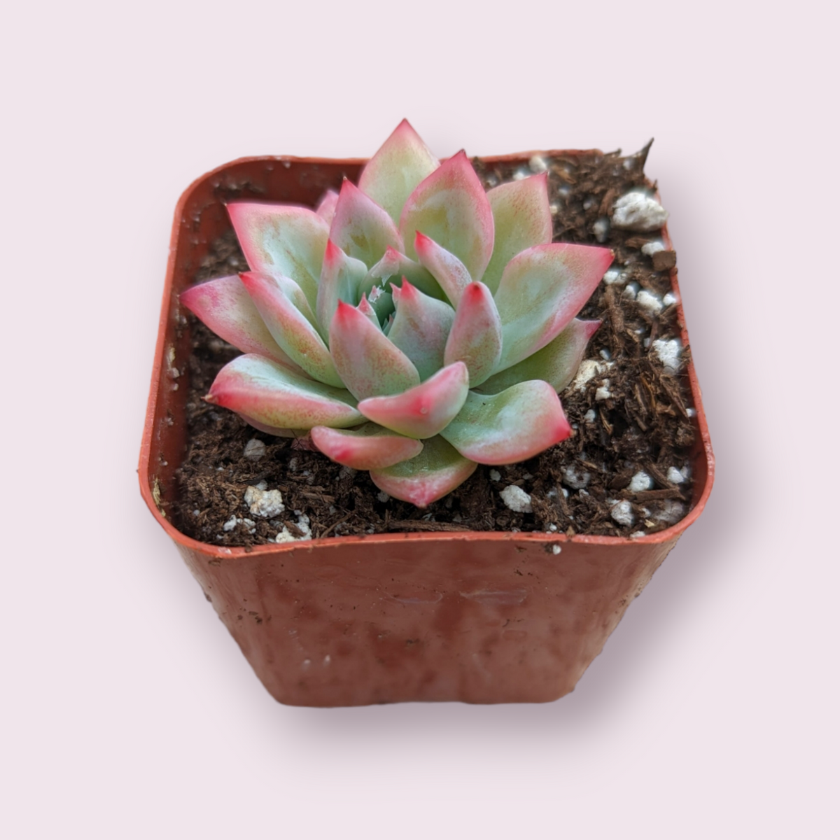 Echeveria AK Maria