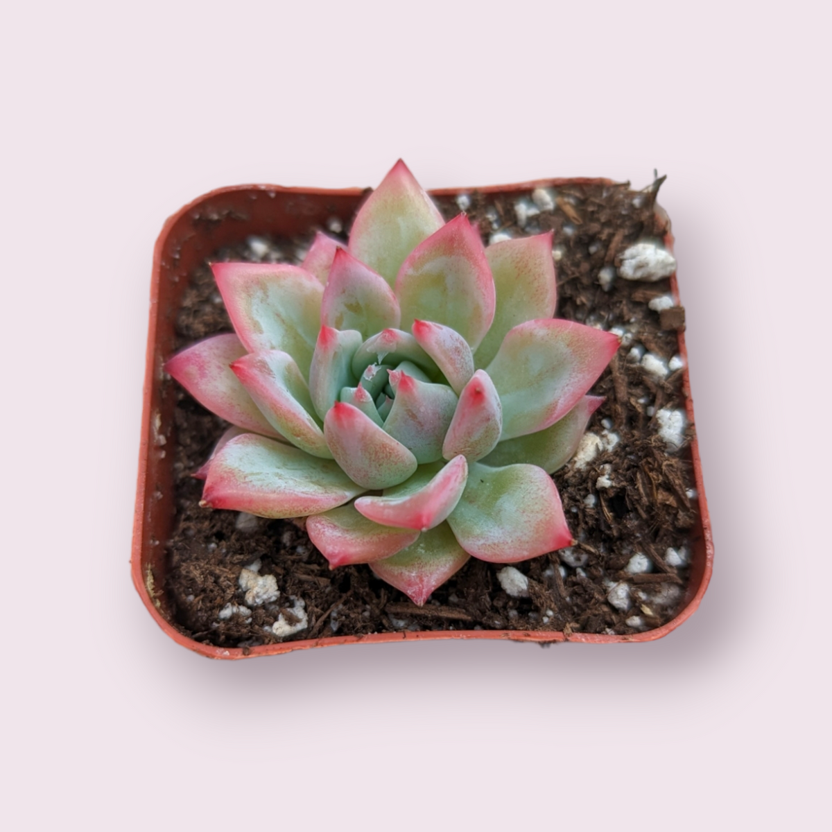 Echeveria AK Maria