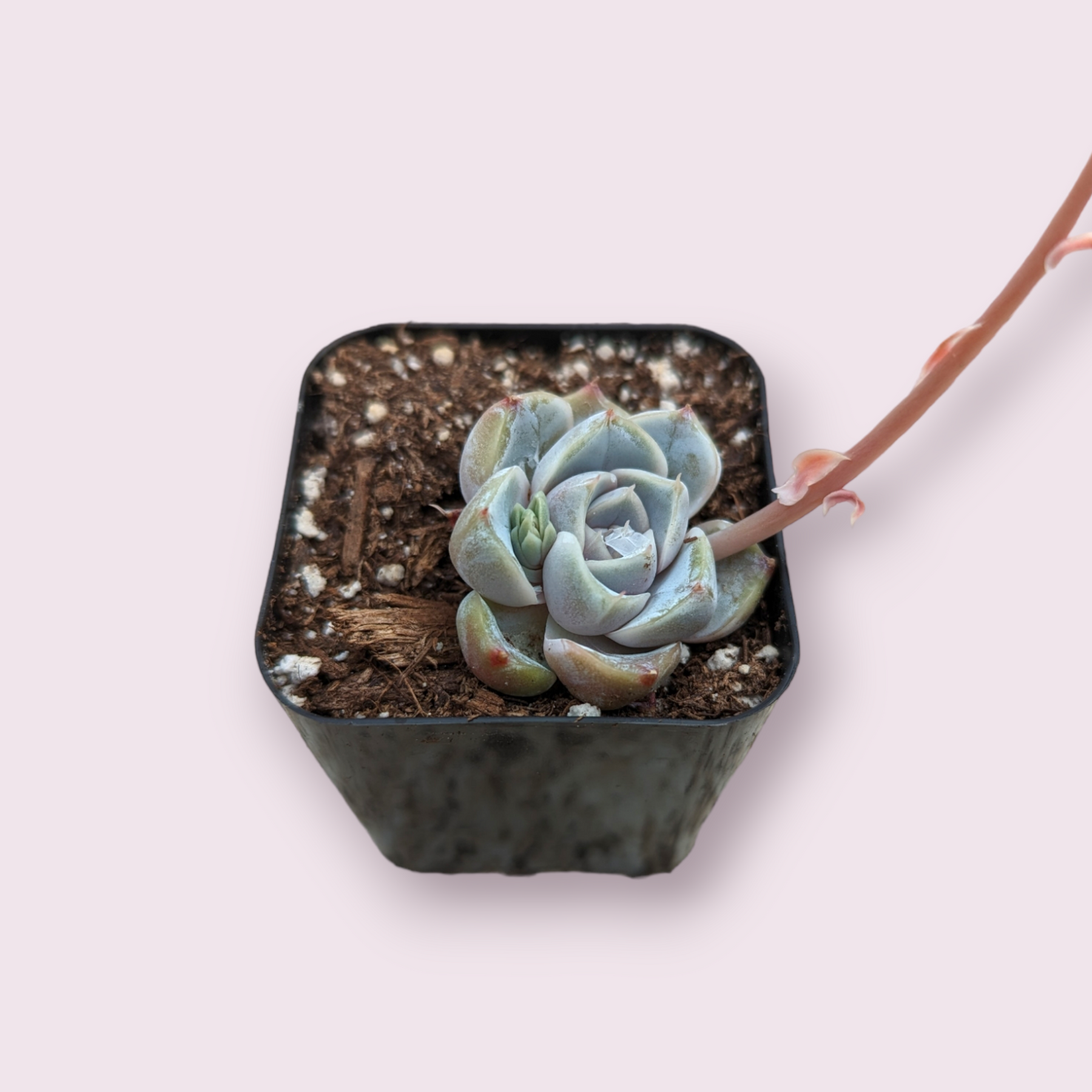 blue bunny succulent Echeveria 'Snow Bunny'
