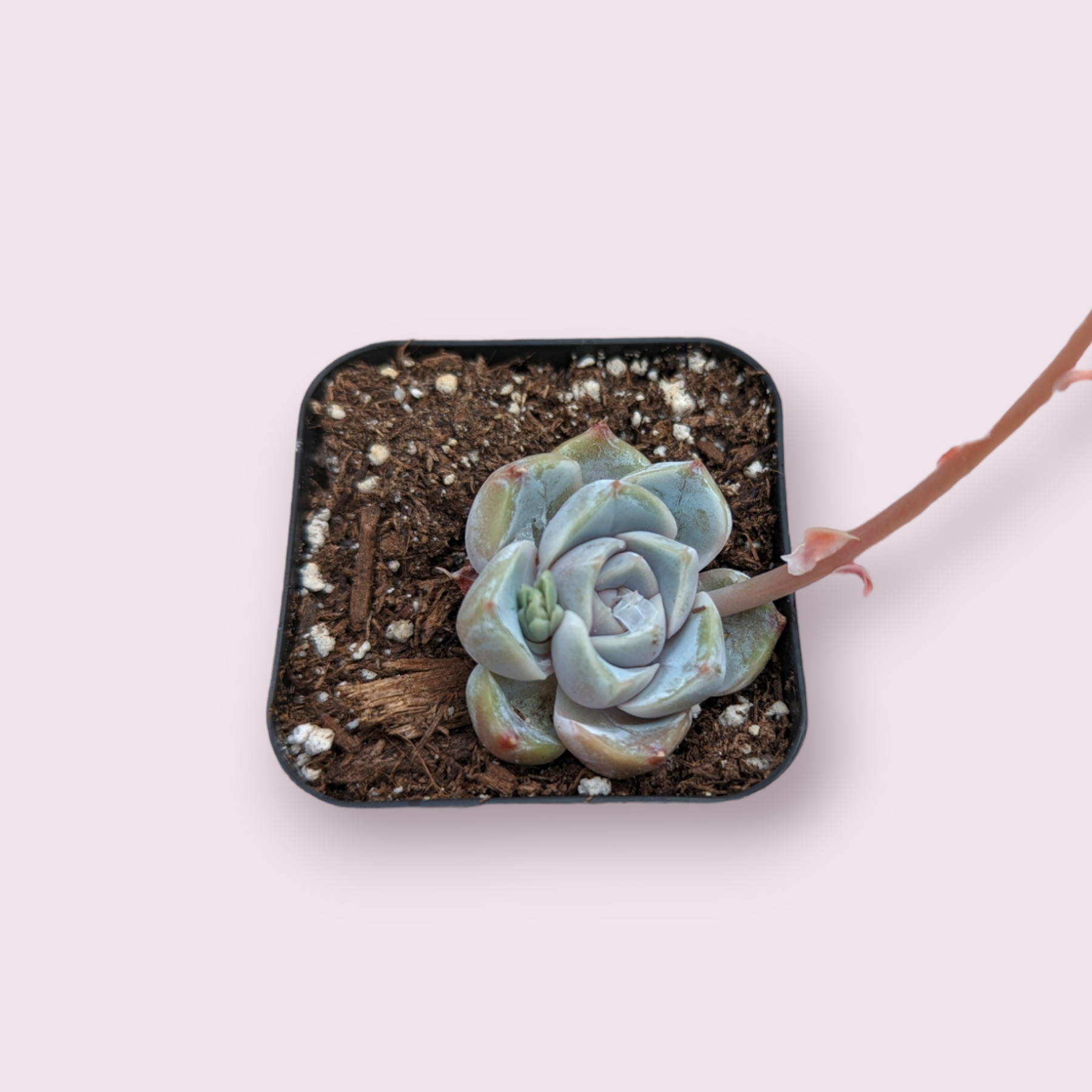 Echeveria 'Snow Bunny' Echeveria 'Snow Bunny'