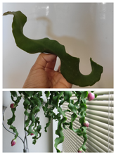 Epiphyllum Curly Locks Orchid Cactus with zigzag stems and flower buds.