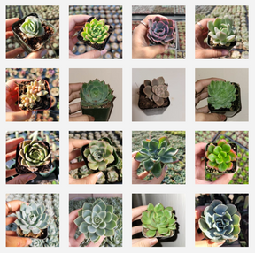 Echeveria Variety Pack