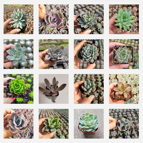 Echeveria Variety Pack