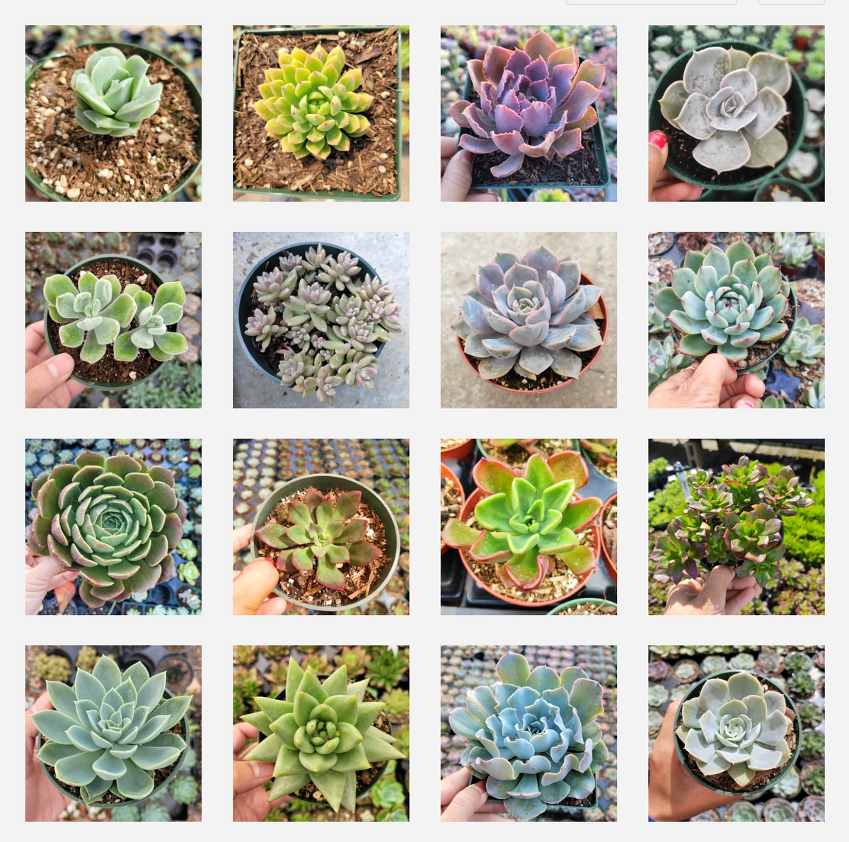 Assorted Succulent Set Shown in 4" Pots