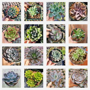 Echeveria Variety Pack