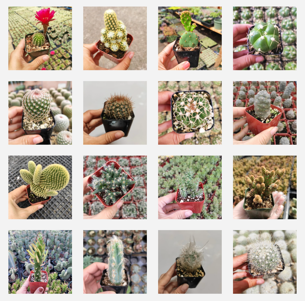 succulent cactus plants for sale Cactus Variety Pack