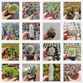 cactus succulent names Cactus Variety Pack 2 Inch / 6 Pack