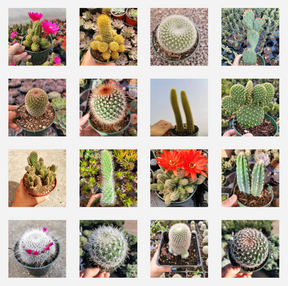 types of small indoor cactus plants Cactus Variety Pack 2 Inch / 6 Pack