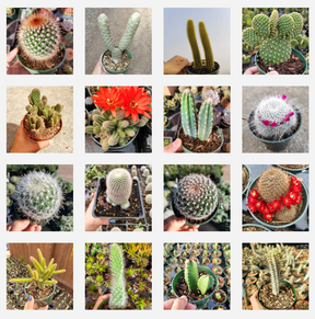 Cactus Variety Pack