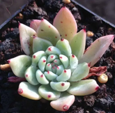 Echeveria cuspidata var. zaragozae in pot, bluish-green leaves.