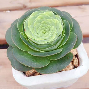Greenovia diplocycla ex La Gomera - Alojera