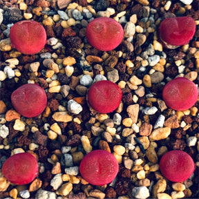Conophytum maughanii ‘Red’