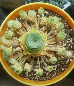 Aeonium aureum