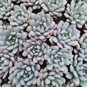 Graptoveria Bridgette - Succulents Depot
