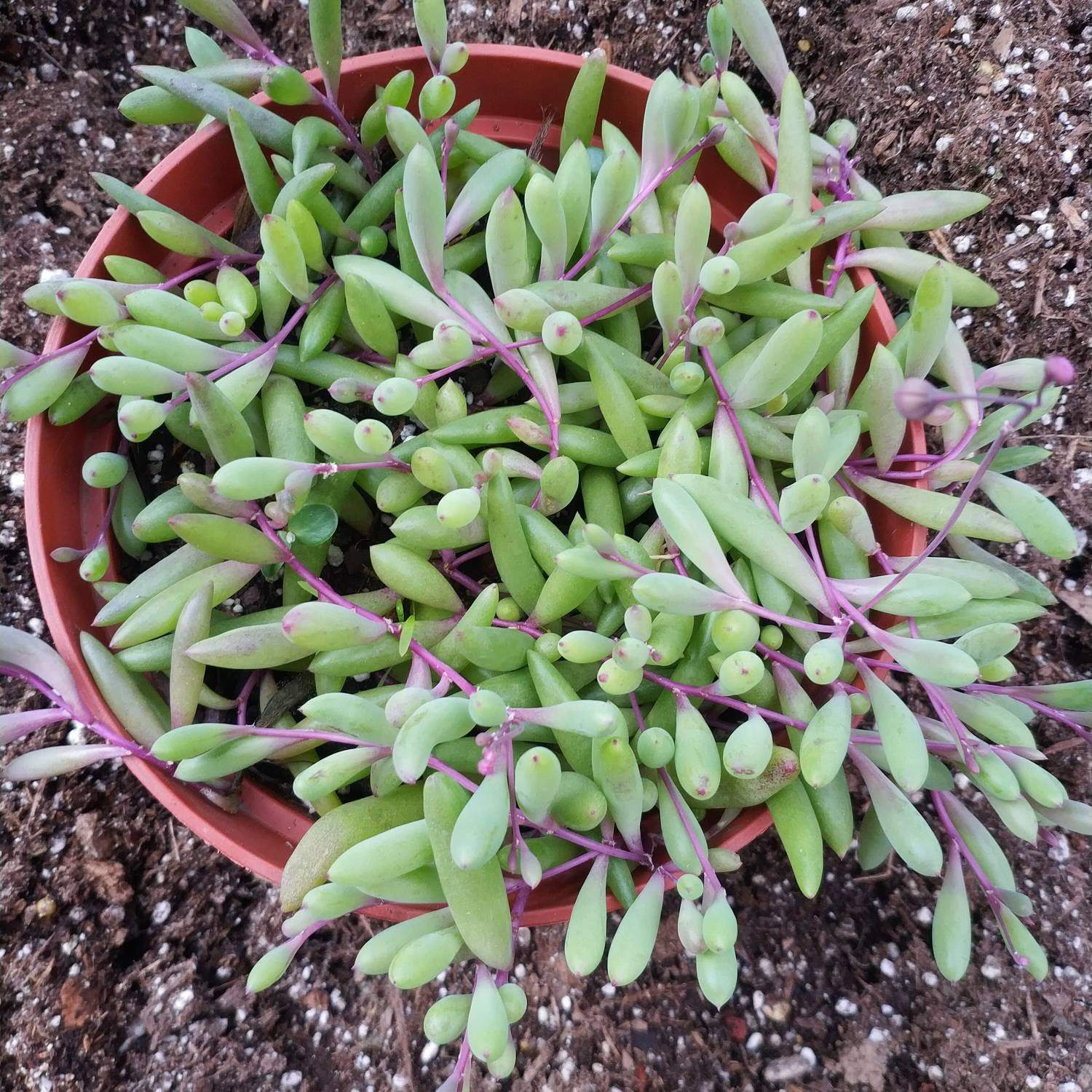Othonna capensis 'Ruby Necklace'