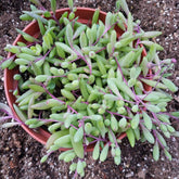 Othonna capensis 'Ruby Necklace' in a small plastic pot.
