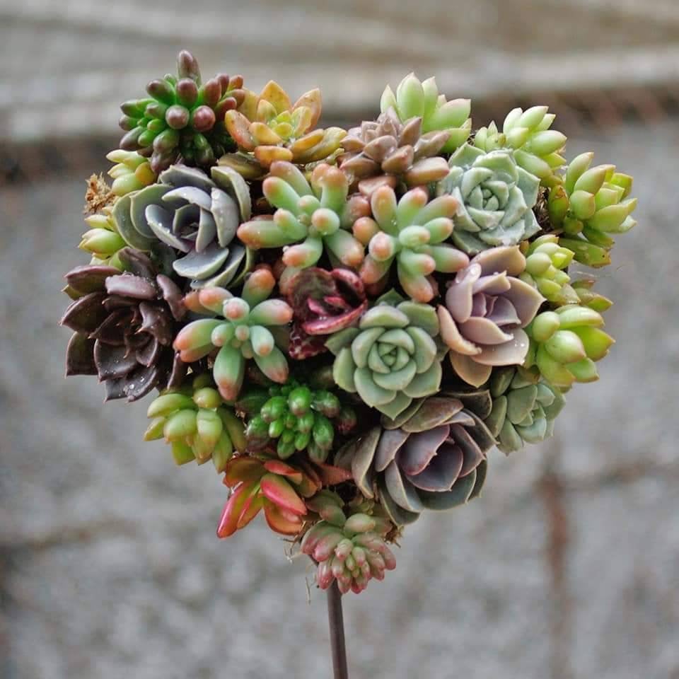 Heart Shape Wreath Kit (Succulents and Moss are not included) - Succulents Depot