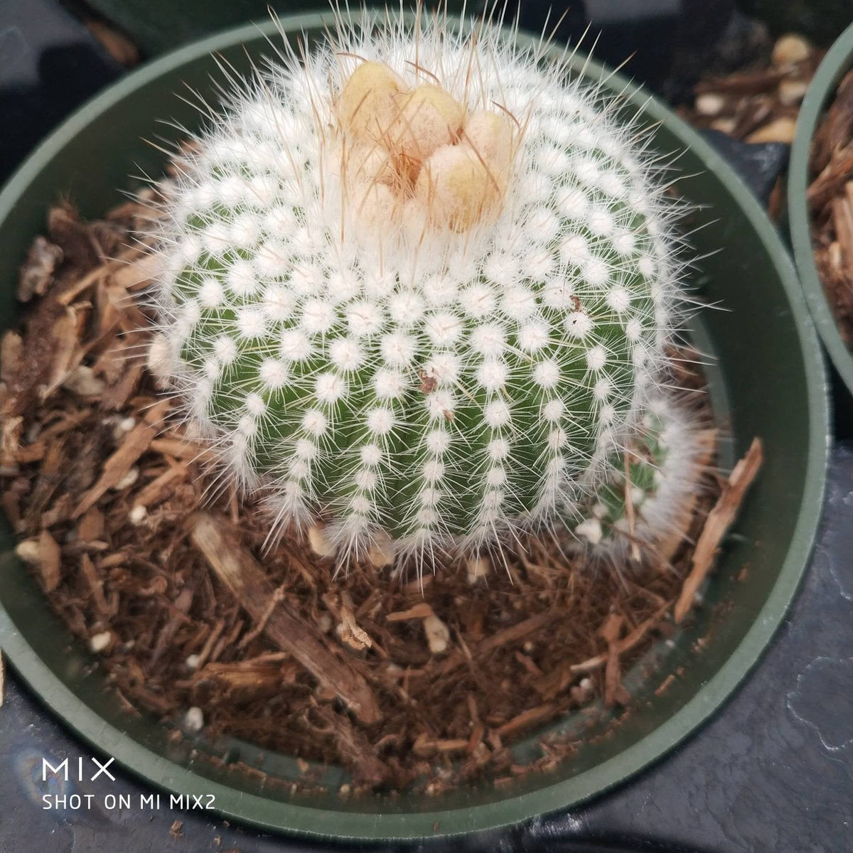 Notacactus Scopa Cactus - Succulents Depot