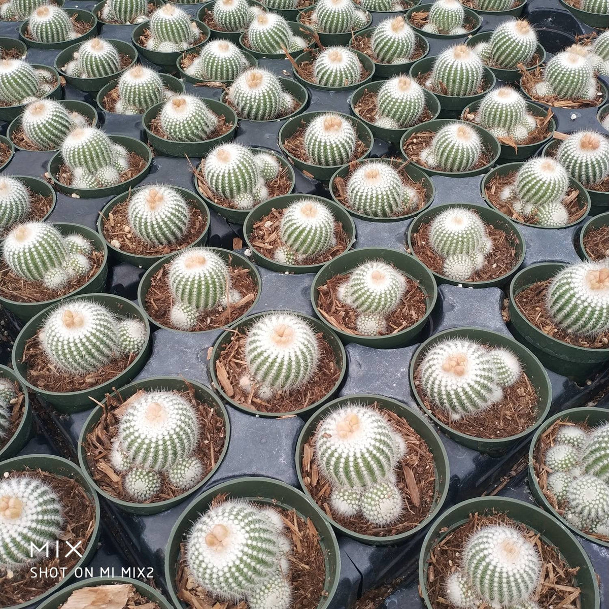 Notacactus Scopa Cactus - Succulents Depot