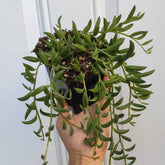 String of Bananas Senecio radicans