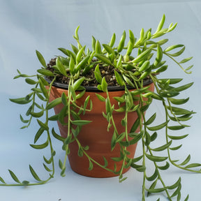 succulent svenska String of Bananas Senecio radicans 4 Inch
