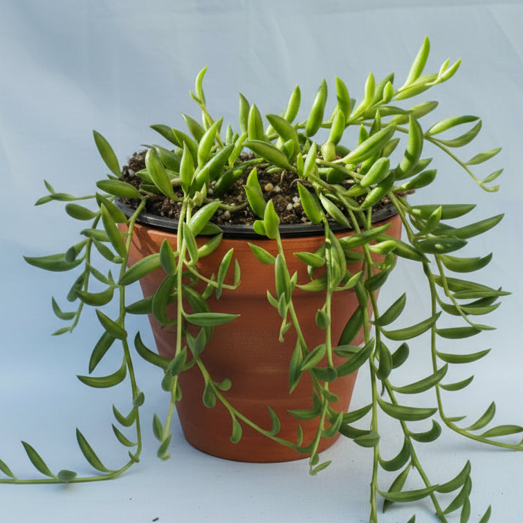 String of Bananas in a small black nursery pot.
