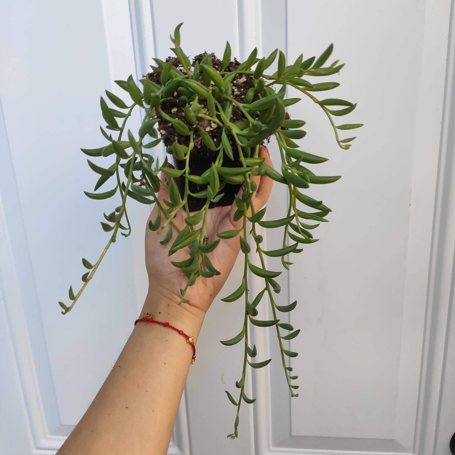 chain of bananas succulent String of Bananas Senecio radicans 4 Inch