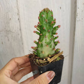 Opuntia monacantha variegata succulent cutting with new-growth buds.