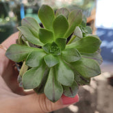 Aeonium Bronze Medal - Succulents Depot
