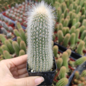 Cleistocactus Tupizensis Cactus - Succulents Depot