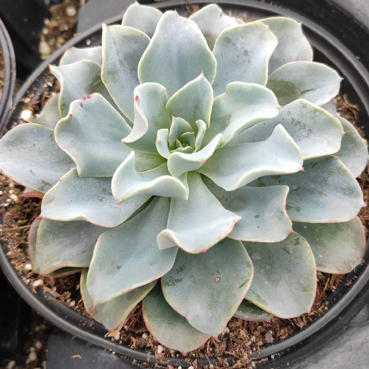 blue succulent Echeveria 'Galaxy Blue' 2 Inch