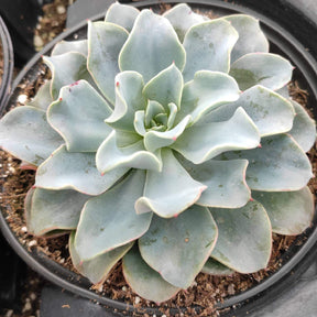 Echeveria 'Galaxy Blue' - Succulents Depot