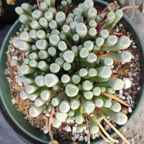 baby toes succulent flower Fenestraria rhopalophylla 'Baby Toes'