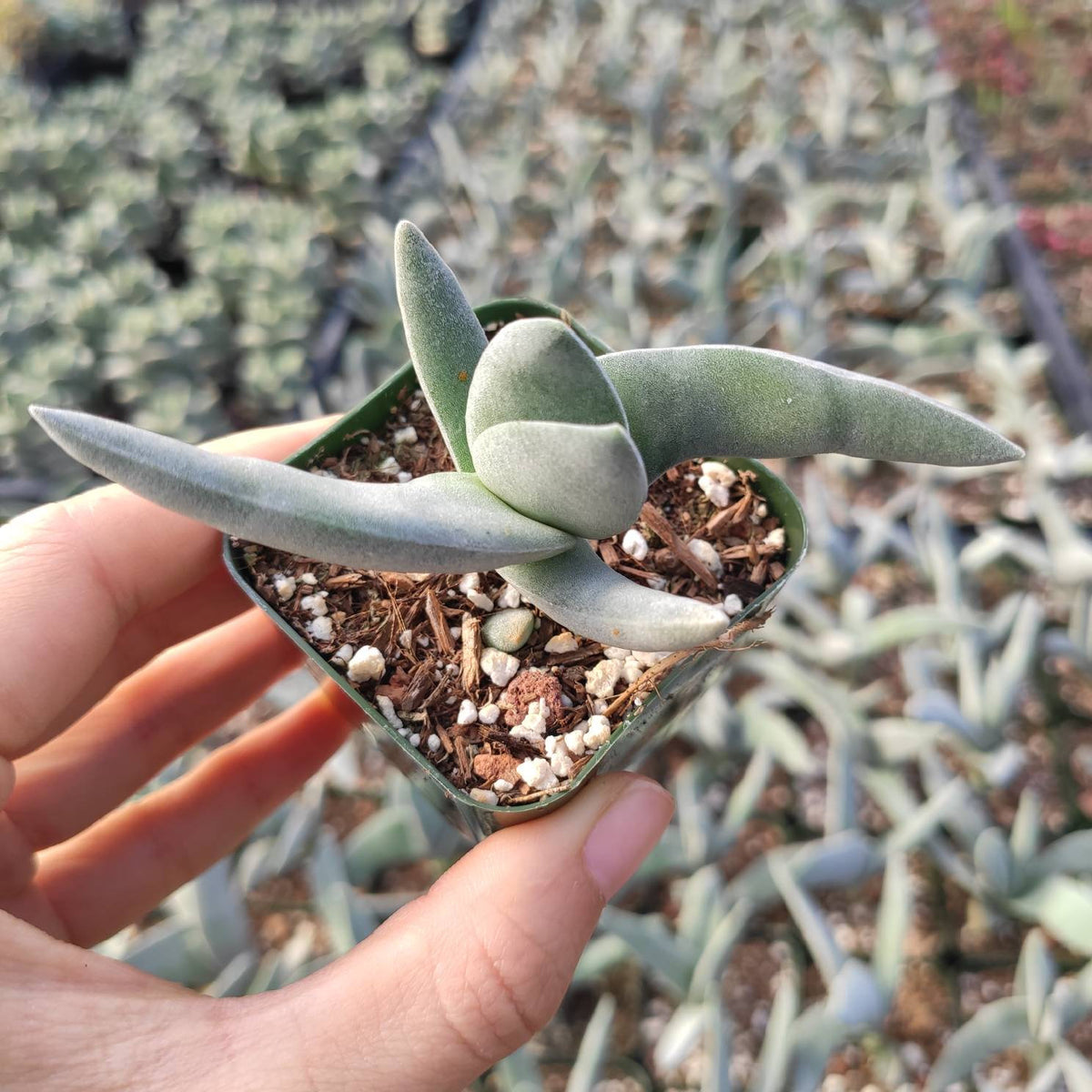 propeller plant succulent Crassula falcata 'Propeller Plant'