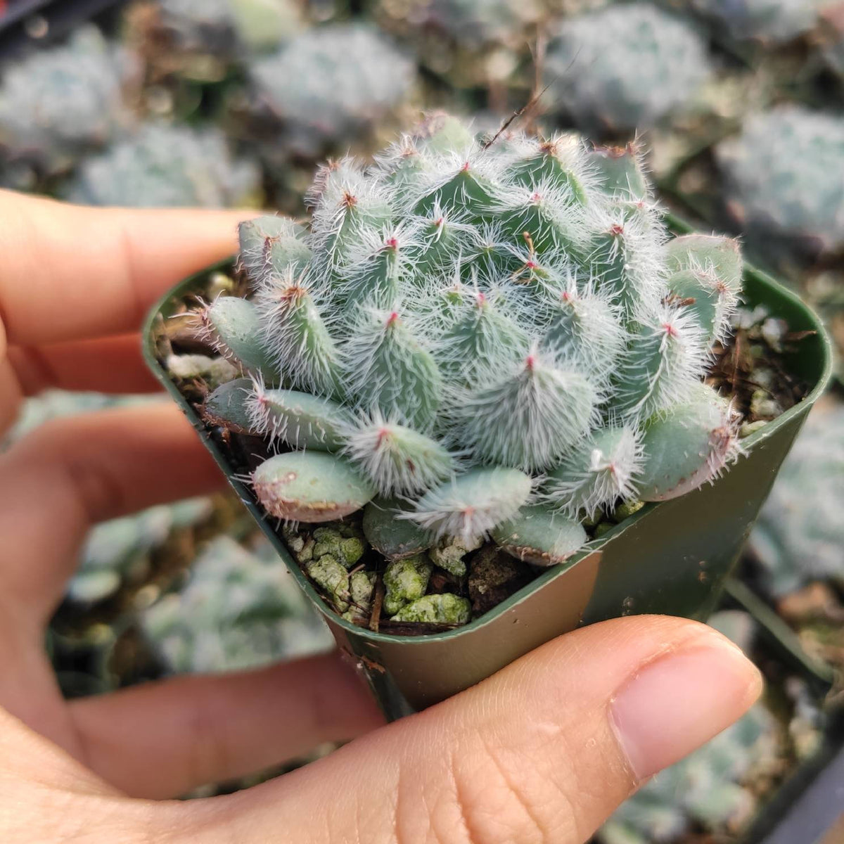 Echeveria setosa 'Mexican Firecracker' - Succulents Depot