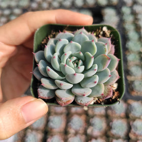 small white succulent pots Echeveria White Minima