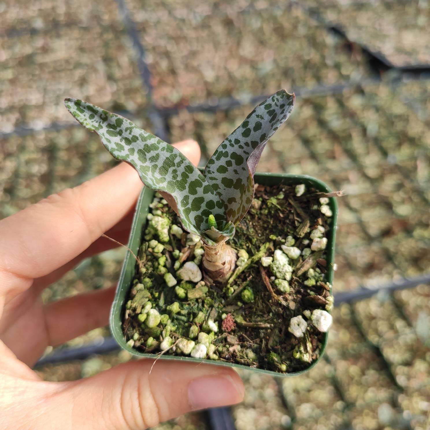 bulb succulent Ledebouria ovatifolia ‘Silver Squill’ 2 Inch
