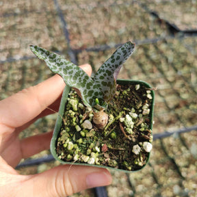 Ledebouria ovatifolia ‘Silver Squill’ - Succulents Depot