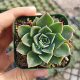 Graptopetalum bellum - Succulents Depot